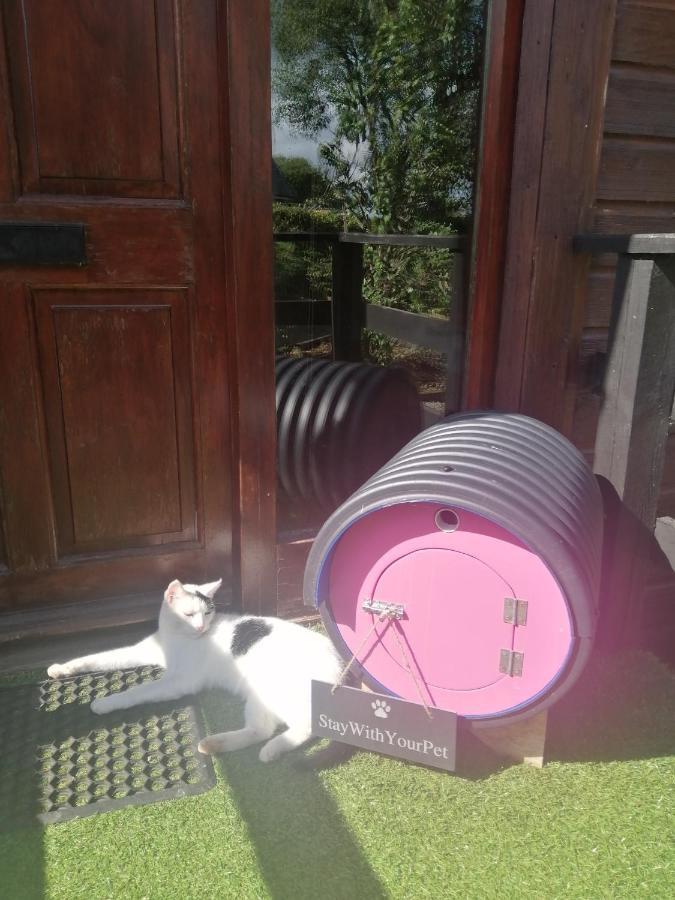 Stay With Your Pet Killarney Exterior photo